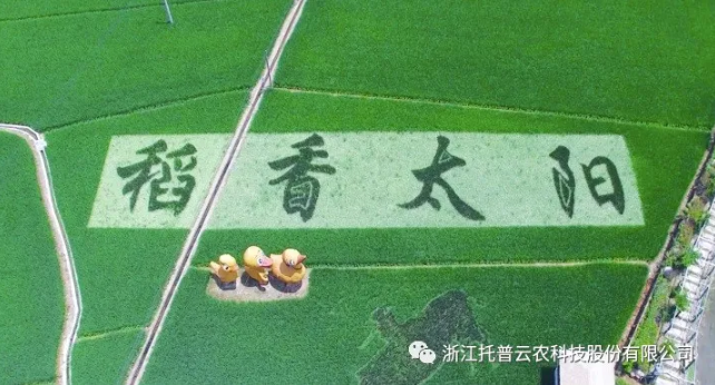 浙江臨安：竹林變稻田，農(nóng)戶喜開顏